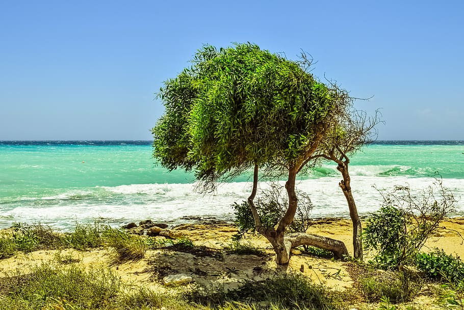 tree, dunes, sea, beach, nature, scenery, horizon, landscape HD wallpaper