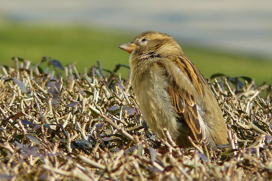 Sparrow, Bird, Sperling, Feather, Animal, plumage, close, wing, HD wallpaper