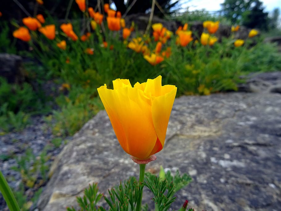 bloom, blooming, blossom, blur, bright, close-up, color, field HD wallpaper