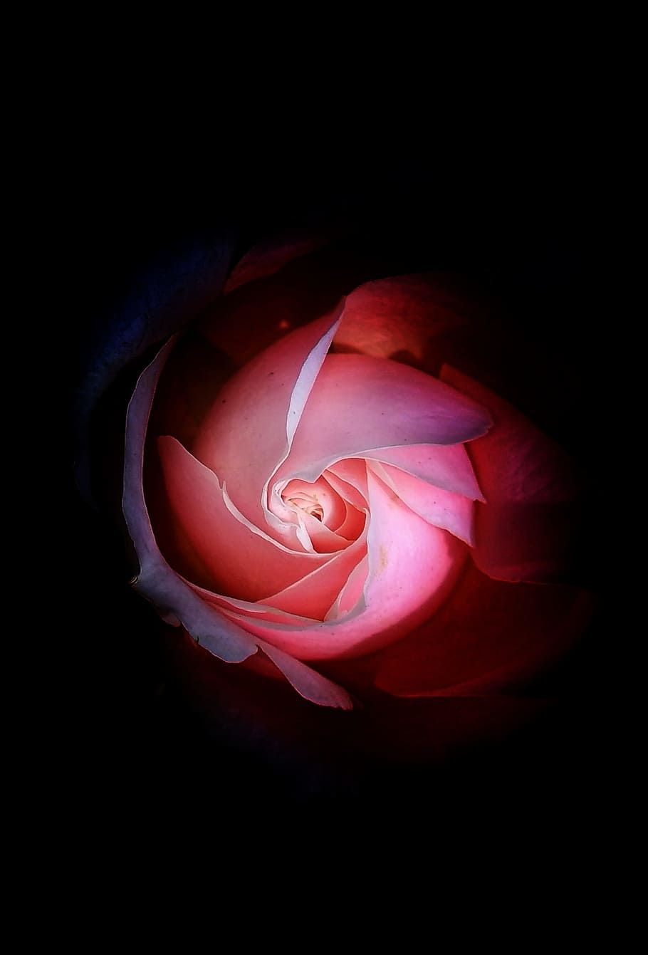 desktop, color, abstract, love, shape, image, romance, petal HD wallpaper