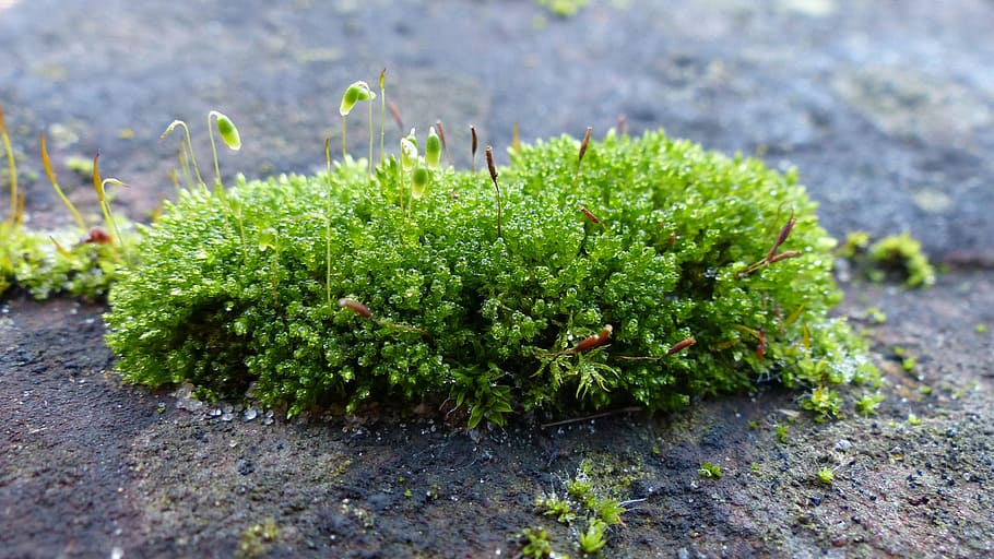 Moss, Lichen, Close, Nature, green, growth, green color, plant HD wallpaper
