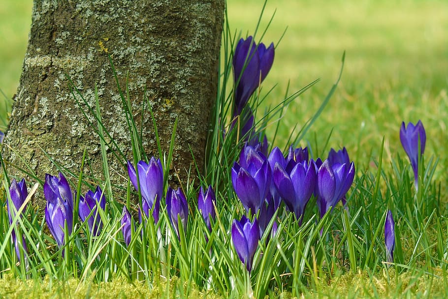 crocus, blue, garden, spring, flower, purple, flowers, spring flower