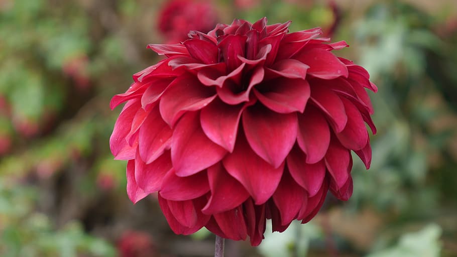 flower, red, plant, flowering plant, vulnerability, fragility HD wallpaper