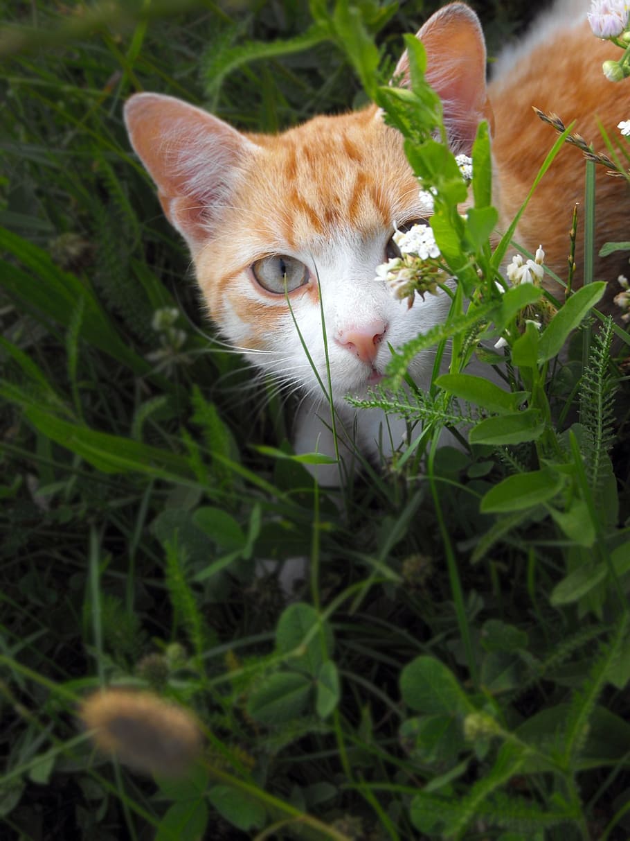 cat, tomcat, hidden, grass, mammal, domestic animals, pets HD wallpaper