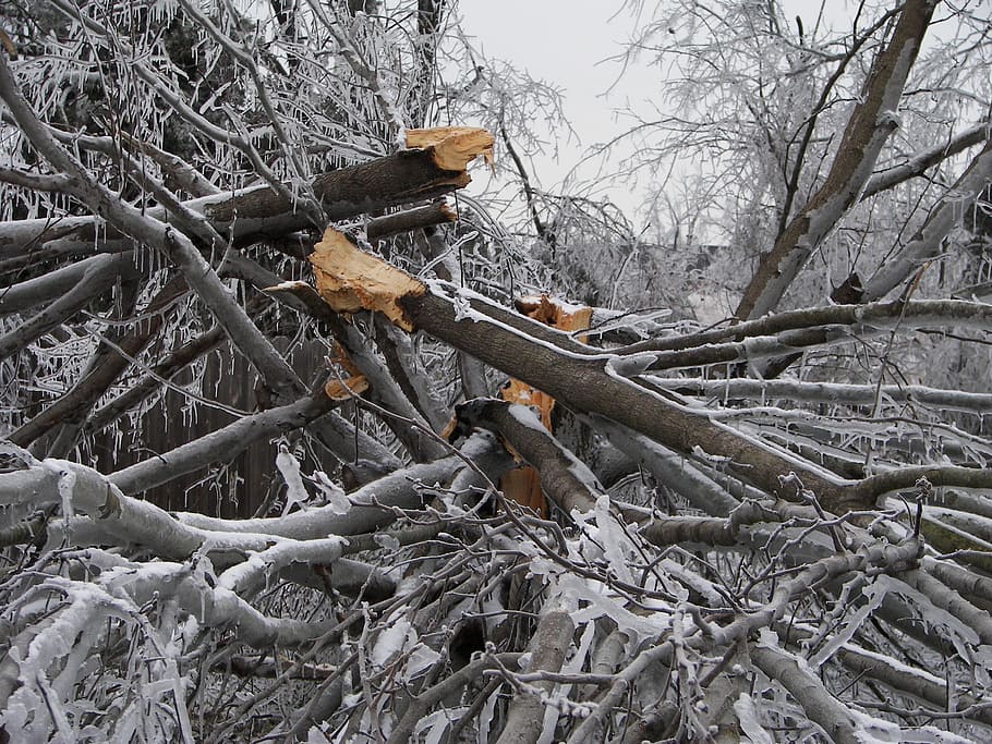 selective color photography of cut tree covered with snow, tree destruction HD wallpaper
