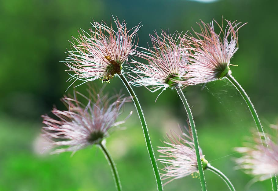 selective focus photography of pink flowers, Plant, Group, Fluff