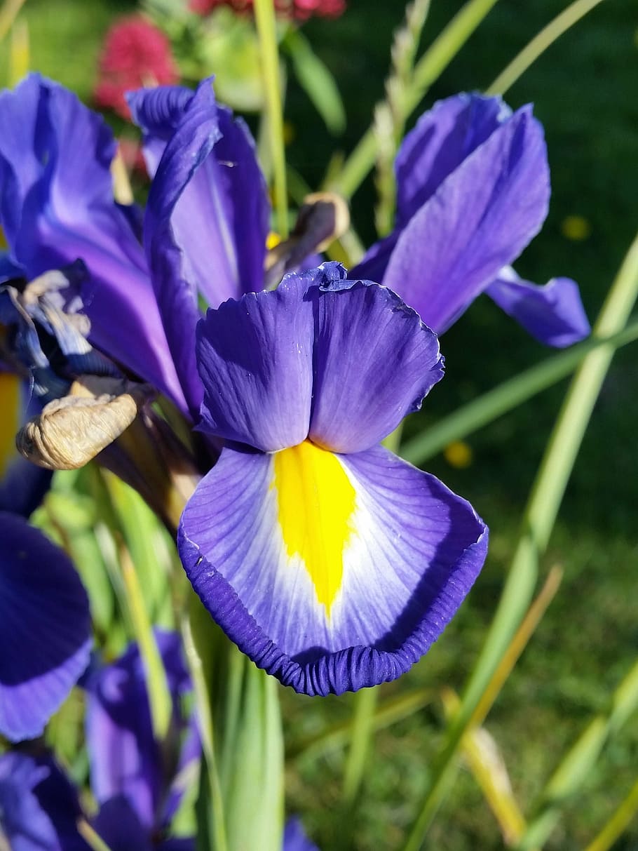 iris, blue, flower, nature, summer, vibrant, garden, flowering plant HD wallpaper