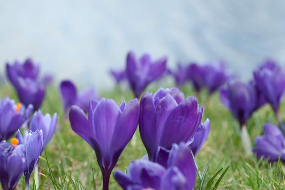 Crocus, Flower, Purple, plant, petal, nature, flower head, flowering plant HD wallpaper