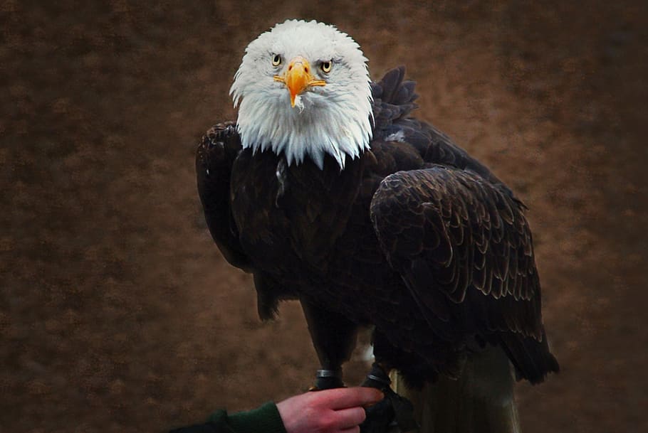 white tailed eagle, falconry, raptor, bald eagle, animal, close HD wallpaper