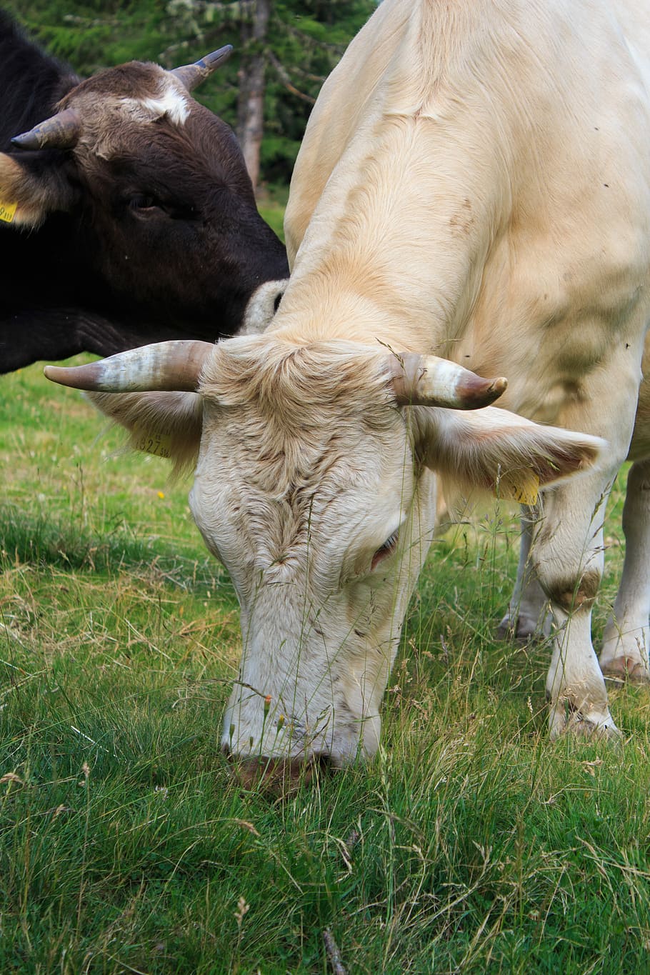 Cow, Beef, Cattle, Animal, Cows, Pasture, milk cow, agriculture HD wallpaper
