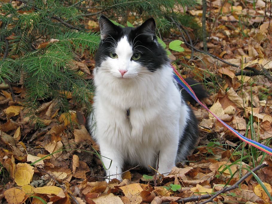 cat, forest, stroll, leaves, autumn forest, golden autumn, autumn leaves HD wallpaper