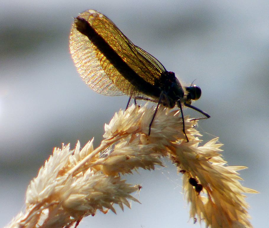 dragonfly, insect, nature, river, wings, water, reflections HD wallpaper