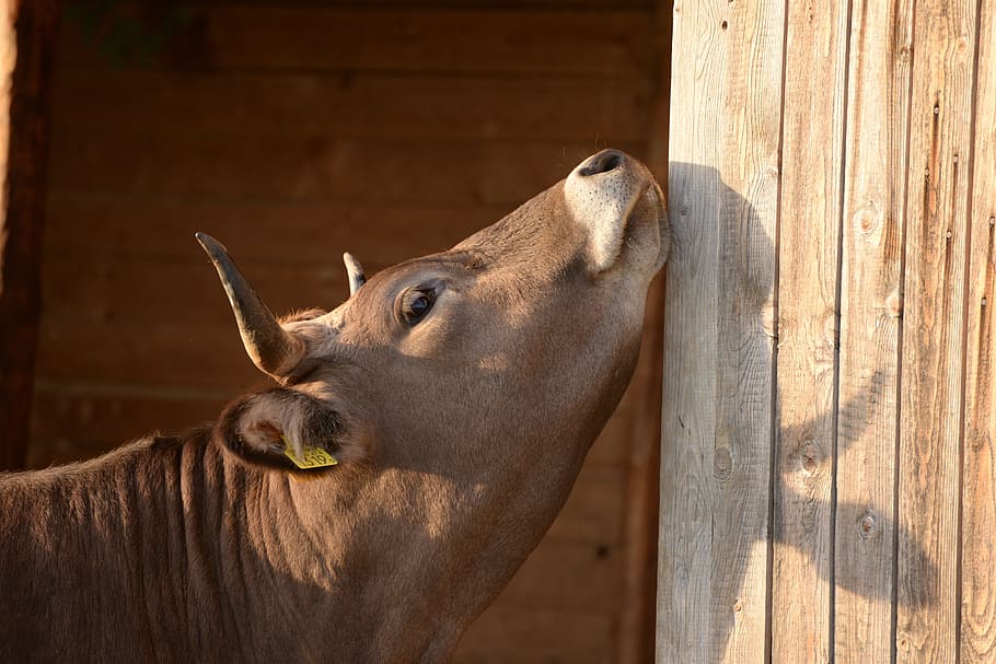 Cow, Scratching, Sunset, one animal, animal head, animal themes HD wallpaper
