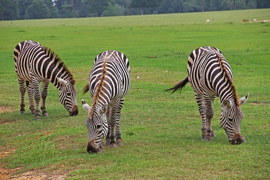 zebras, striped, stripes, black, white, graze, grazing, safari HD wallpaper