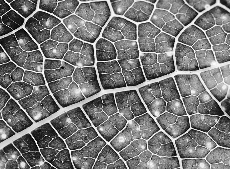 microscopic photography of leaf, background, green, eco, macro HD wallpaper