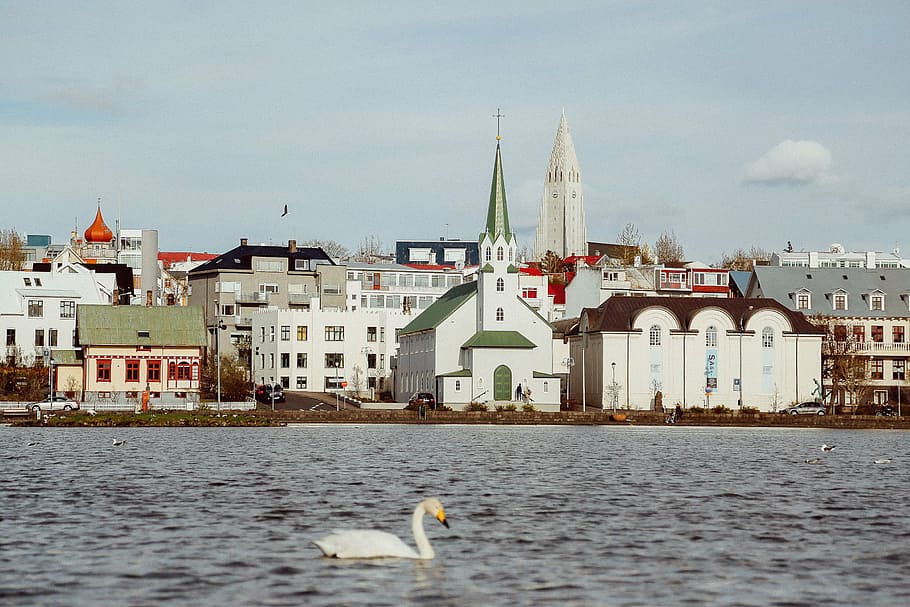 white duck on river during day time, architecture, building HD wallpaper