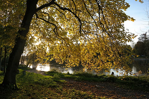 linde, tree, autumn, idyll, danube, river, water, promenade HD wallpaper