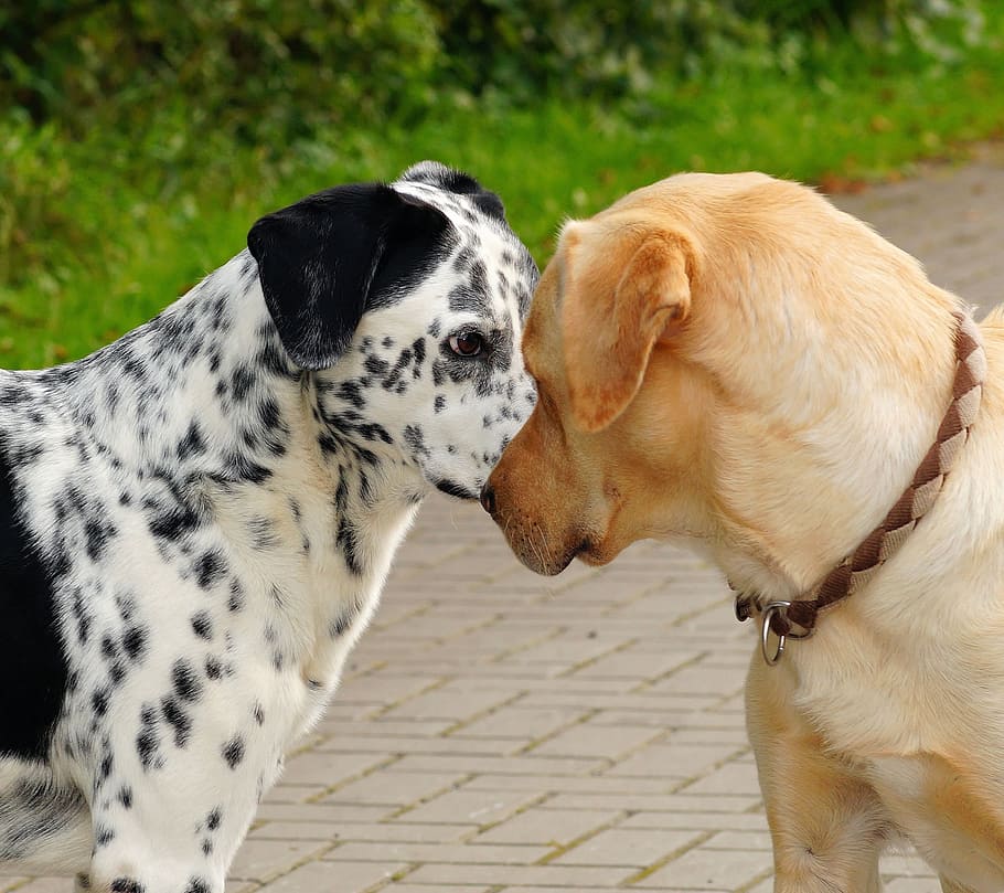 adult Dalmatian and yellow Labrador retriever, dogs, heads, makes posturing, HD wallpaper