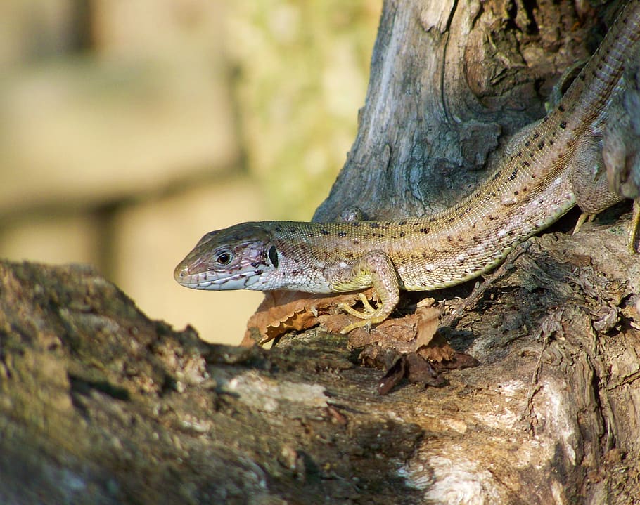 lizard, brown, reptile, animal themes, animal wildlife, animals in the wild HD wallpaper