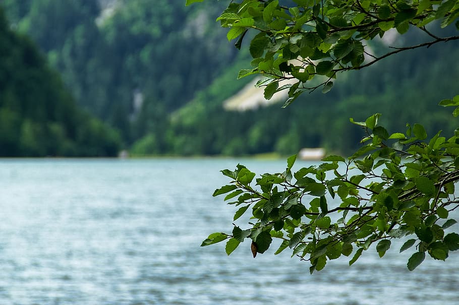Lake, Tree, Leaves, Austria, Branches, blatter, summer, landscape HD wallpaper