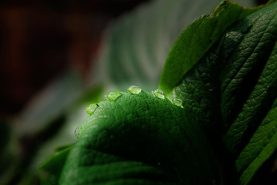 leaf, water, water drop, green, nature, plant part, green color HD wallpaper