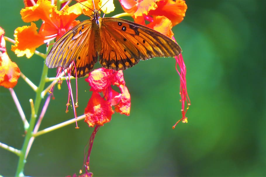 butterfly, rust, orange, brown, garden, flowers, flowering plant HD wallpaper