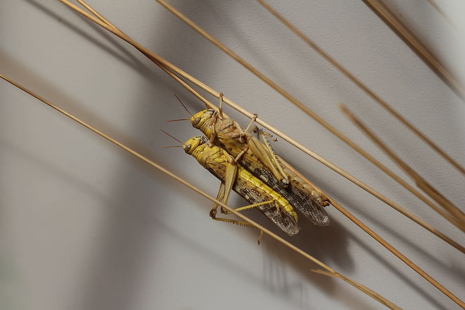 grasshopper, locus, insects, bugs, straw, pest, nature, animal HD wallpaper