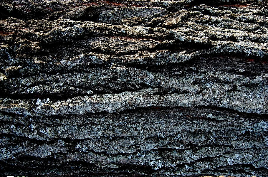 texture, background, pattern, natural, surface, wood, plant HD wallpaper