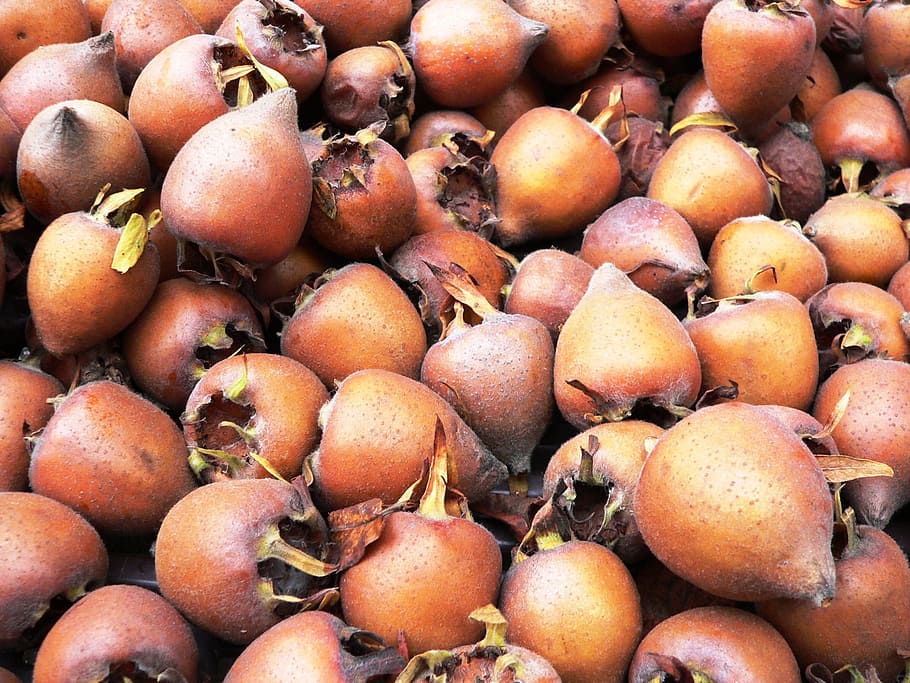 Medlar, Fruit, Autumn, food and drink, full frame, healthy eating HD wallpaper