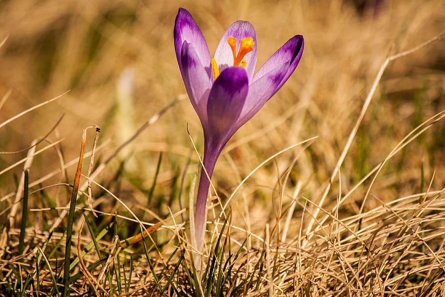 grass, flower, petal, bloom, nature, plant, flowering plant HD wallpaper