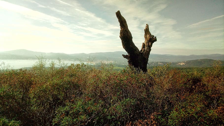 bushes, tree, nature, scrub, wood, landscape, overview, plant HD wallpaper