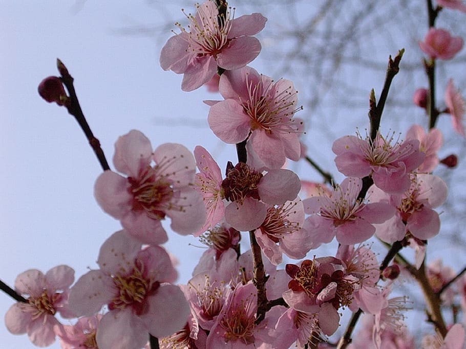 cherry blossoms, trees, spring, pink, flower, floral, petal HD wallpaper