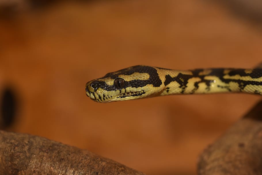 python, snake, animal, constrictor, reptile, beauty, scale HD wallpaper