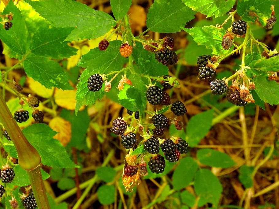 nature, fruit, eating, leaf, plant, blackberries, forest, plant part HD wallpaper