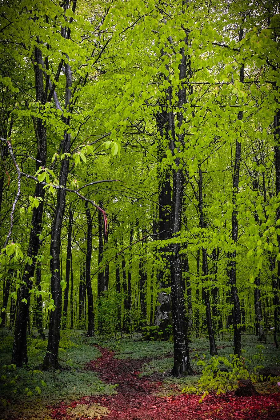 spring, green, outdoor, forest, tree, plant, land, growth, beauty in nature HD wallpaper