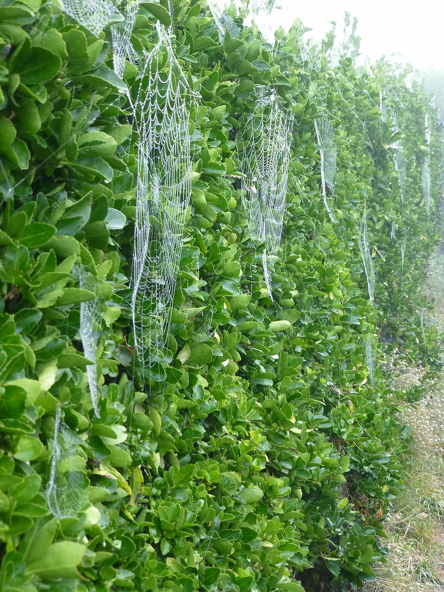 cobweb, autumn, brittany, spider, dew, network, spider webs HD wallpaper