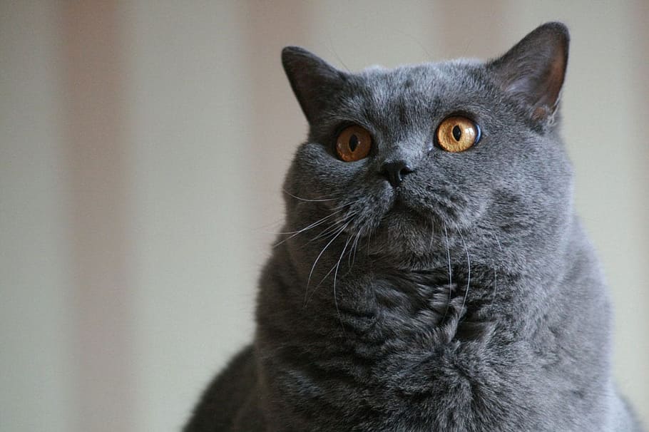 gray cat, blue, face, sitting, head, domestic, feline, pet HD wallpaper