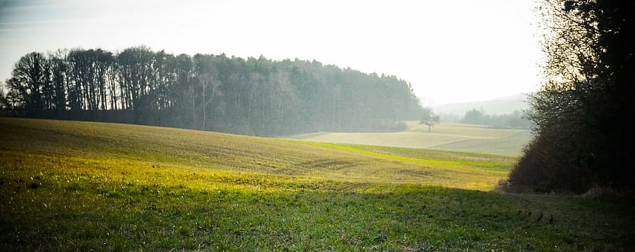 trees near grass field, landscape, green, meadow, forest, sunny HD wallpaper