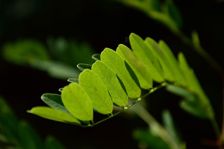 acacia, among, shadows, plant part, leaf, green color, close-up HD wallpaper