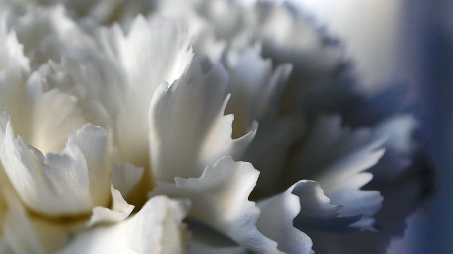 flower, white, szekfü, extreme close-up, macro, selective focus HD wallpaper