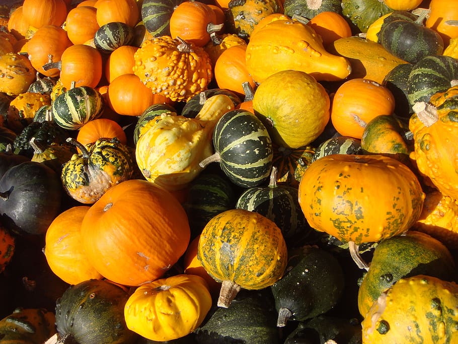 pumpkin, vegetable, orange, no, yellow, fruit, halloween, food and drink HD wallpaper