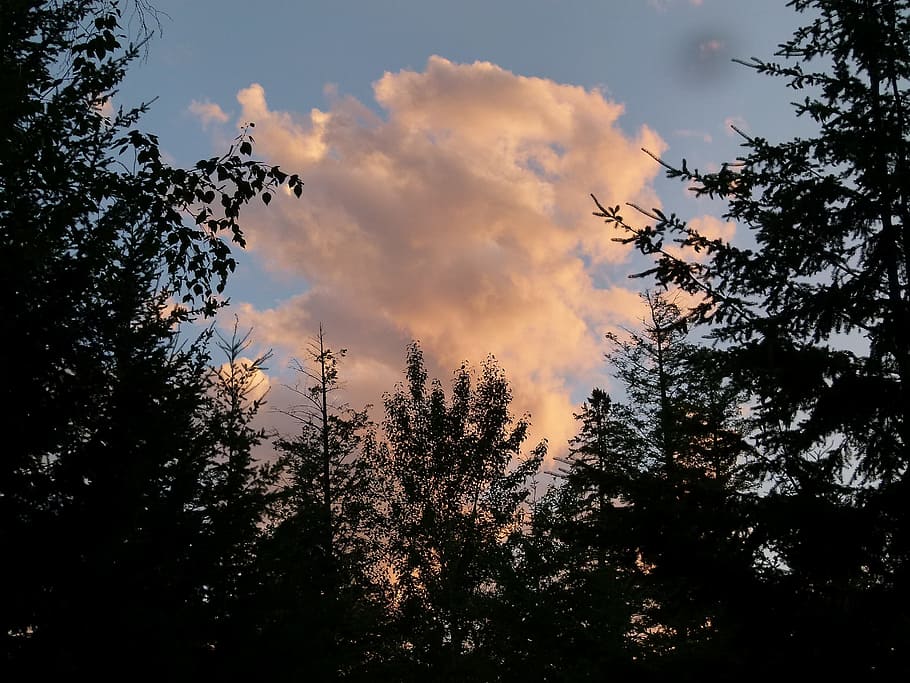 Weather, Trees, Forest, Sky, cloud red, nature, autumn, cloud - sky HD wallpaper