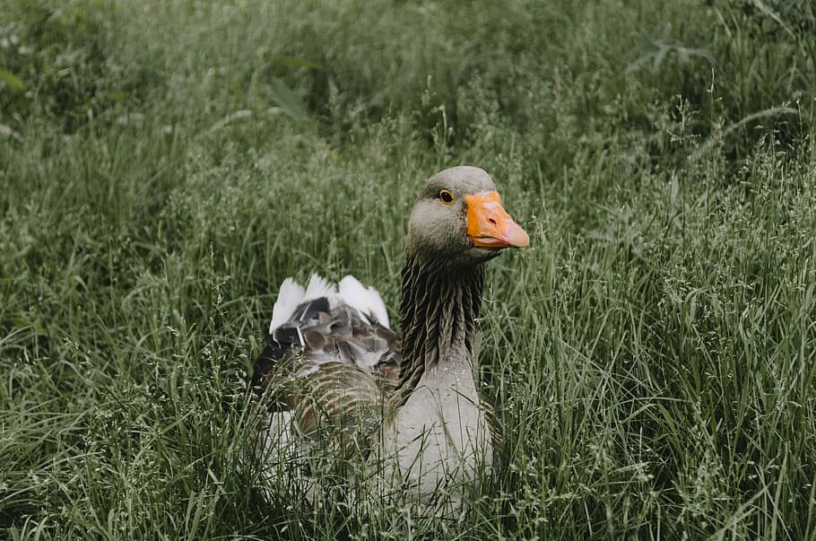duck on green grass, duck standing on grass field, goose, beak HD wallpaper