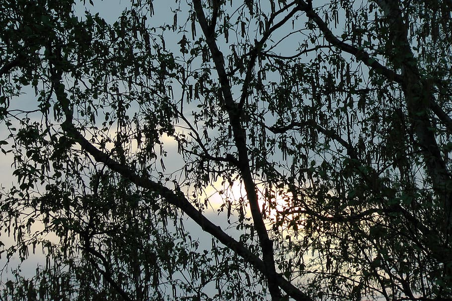 Sunset, Twilight, abendstimmung, sky, tree, branch, nature HD wallpaper