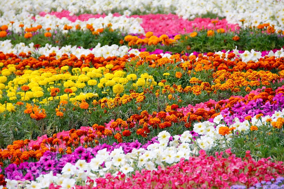 assorted-color flower field during daytime, flowers, bed, garden
