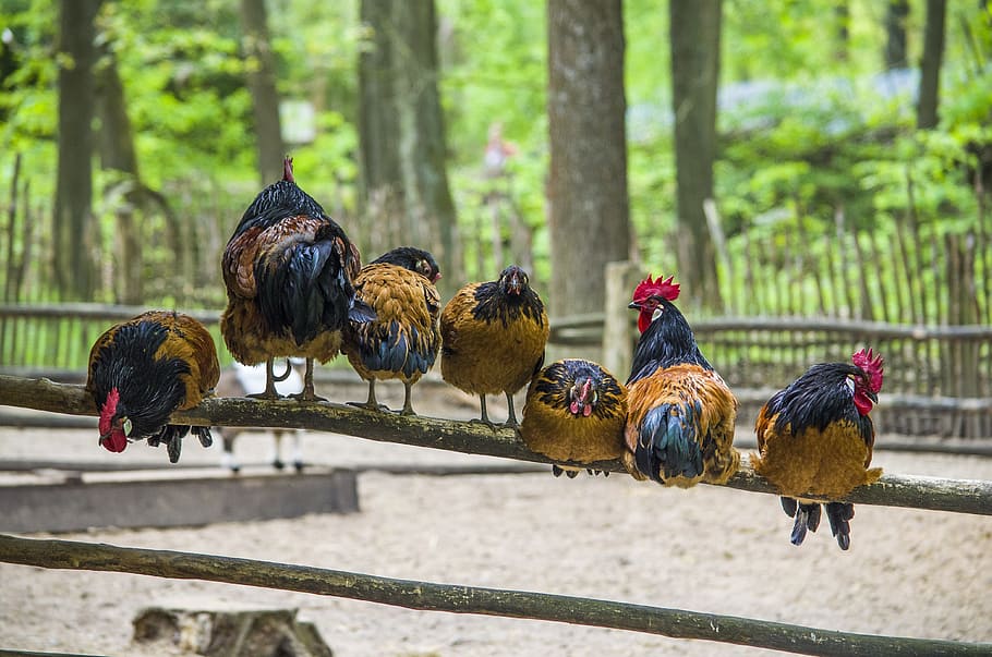 seven roosters on branch, chickens, hahn, poultry, farm, hen HD wallpaper