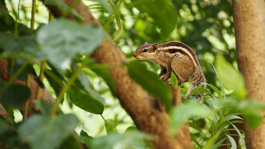 shallow focus photography of brown squirrel, indian palm squirrel, HD wallpaper