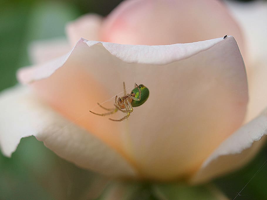 rose, bloom, flora, garden, flower, insect, spider, animal HD wallpaper