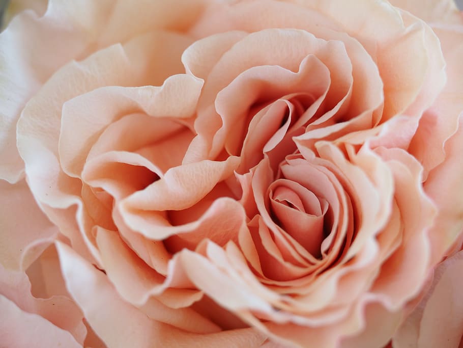rose, closeup, macro, floral, flower, flowering plant, close-up HD wallpaper