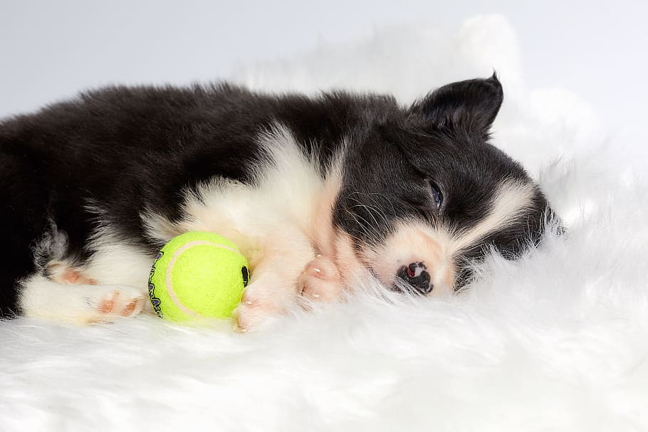 cute, animal, small, fur, pet, mammal, portrait, fluffy, domestic HD wallpaper